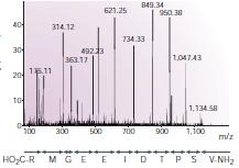 Peptidszekvencia meghatározás tömegspektrométerrel Tömegspektrométer: 1. a vizsgált molekulákat ionizálja 2.