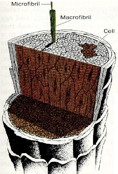 mikrofibrillum