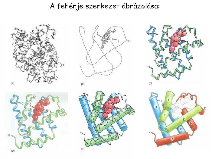 armadlagos szerkezet másodlagos szerkezetű szakaszok +