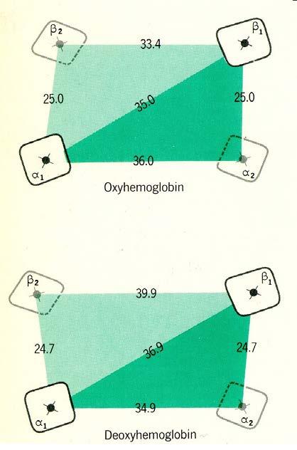 mioglobin