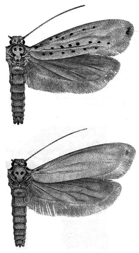 részlete ventrális nézetben Psychidae Csőzsákosmolyfélék Bijugis bombicella ([Denis & Schiffermüller], 1775) Hungary, Zselic TVK., Ropoly-p. 1985.05.1. leg. Ábrahám L.; Hungary, Nagybajom, 1991.05.14.