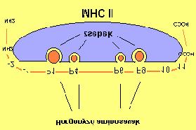 Az MHC II molekula két komplex láncból, egy? és egy? polipeptid láncból épül fel. Az? lánc és a? lánc egyaránt két extracelluláris domént (? 1 és?