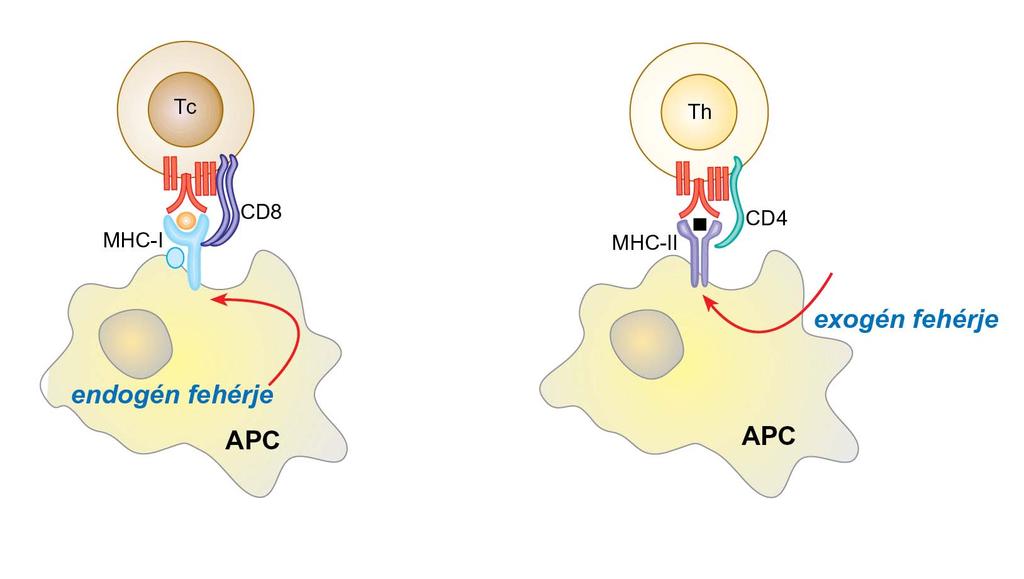 12.1. ábra Az endogén és az exogén fehérjék bemutatása eltérő funkciójú T-limfocitáknak citotoxikus T-sejt citokinek B- sejt Y Y Y Endogén fehérjék: -