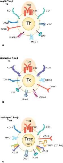 3.23. ábra T-limfociták alpopulációi Th segítő, ( helper ) T limfocita TCR T Cell Receptor Jellemzők Effektor funkciók citokinek termelése (más limfocitákra, egyéb sejtekre hatnak) Tc citotoxikus, (