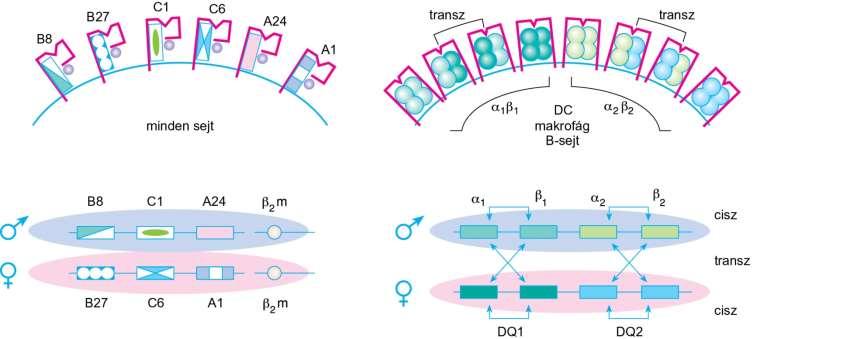 9.8. ábra Az emberi MHC-I (HLA-B,-C és A) és az MHC-II (HLA-DQ A1B1, A2B2) lókuszok alléljei által kódolt fehérjetermékek