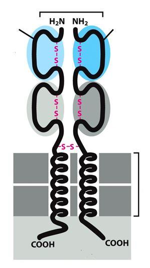 A T sejt receptor (TCR)