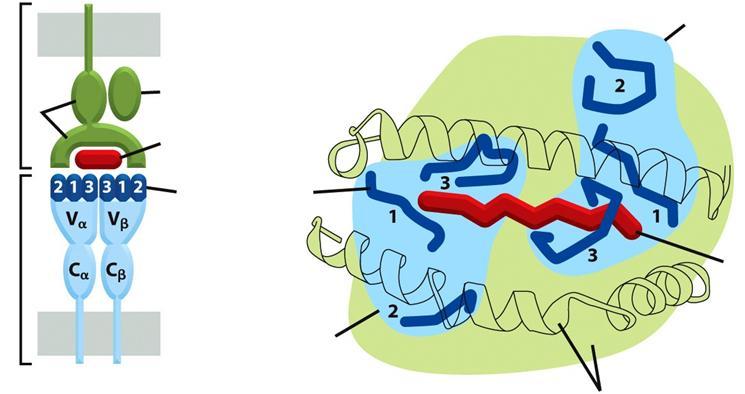 peptid Hiper-variábilis hurok peptid V Az MHC-I