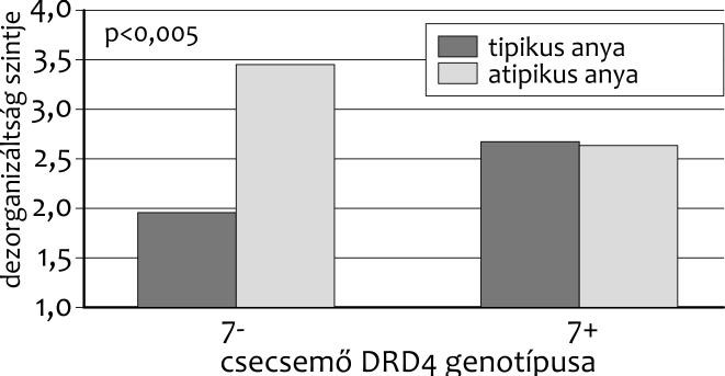 A BCsV-csecsemők ismétlődési genotípusát összevetve a kötődési mintázattal azt találtuk, hogy a dezorganizált kötődésű csecsemők 67%-ában jelen volt a 7-szeres ismétlődésű változat (7+ genotípus),