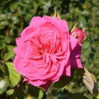 Rosa Scherzo - Vörös - virágágyi floribunda 70-110
