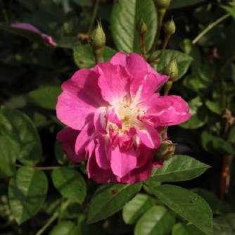 Rosa White Queen Elizabeth - Fehér - virágágyi
