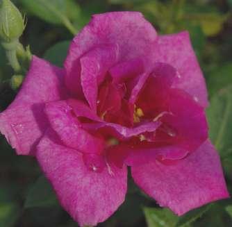 Rózsaszín - törpe - mini 20-30 cm