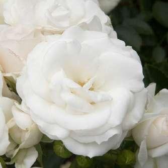 LeGrice Rosa Händel - Fehér - szín -
