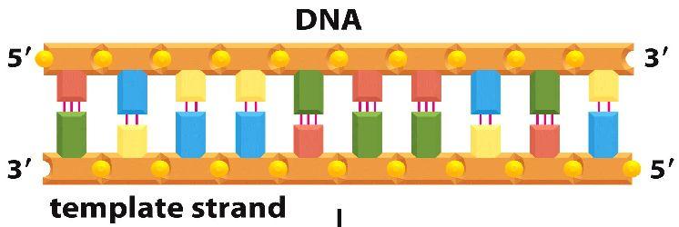 19 Átírás (transzkripció) DNS-ről mrns-re A genetikai