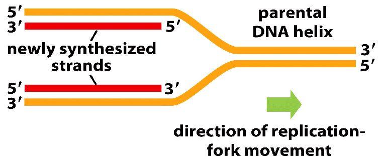 2. A DNS funkciói, működése Átírás DNS-ről DNS-re.