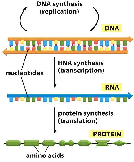 A DNS átírása fehérjékre Két lépésben: 1. Átírás (transzkripció) DNS-ről mrns-re 2.