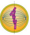 5. 1. feladat sejtosztódás Osztódó sejt z alábbi rajzok egy osztódó sejtről