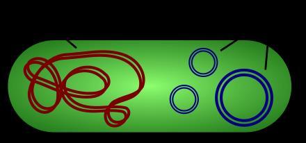 Plazmid, mint vektor DNS Gyűrű alakú, kettős szálú DNS-t tartalmaz Főleg baktériumokban található Az örökítő