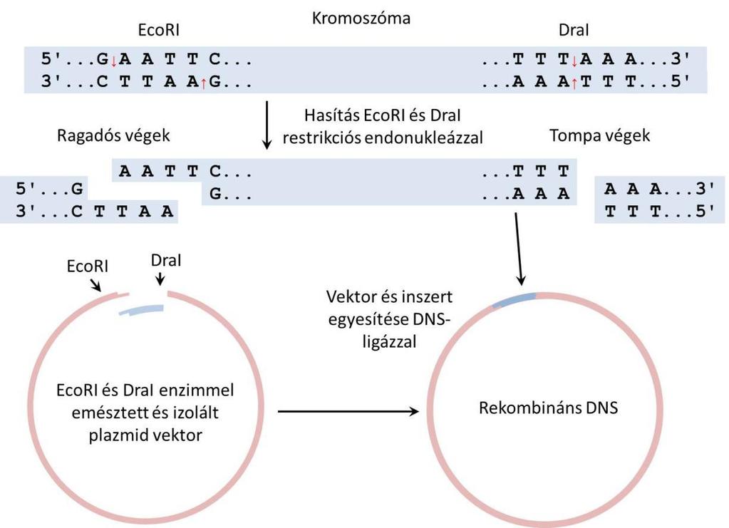 Rekombináns DNS létrehozása