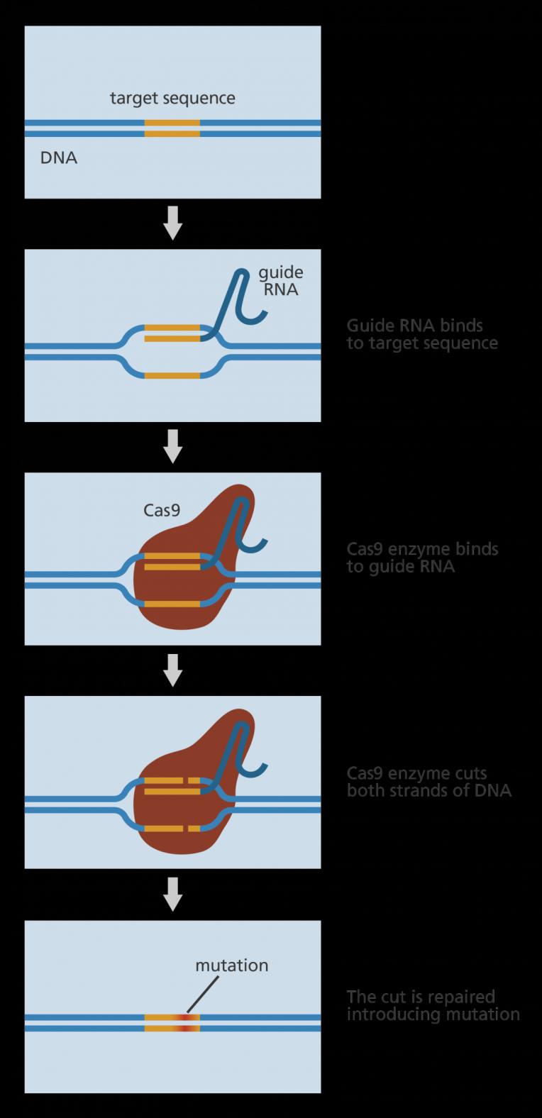 A CRISPR-Cas9 rendszer működése: 1) Az általunk megtervezett guide RNS (mely tartalmazza a módosítani kívánt DNS-szakasszal komplementer crrns-t (20 bp), a fix tracrrns-t, és a PAM motívumot (NGG))