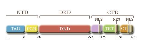 kívül a P53 szekvenciájában egy prolin-gazdag régió (PGR) is található, melynek a P53 pro-apoptotikus aktivitásában van jelentős szerepe (84,85). 4.