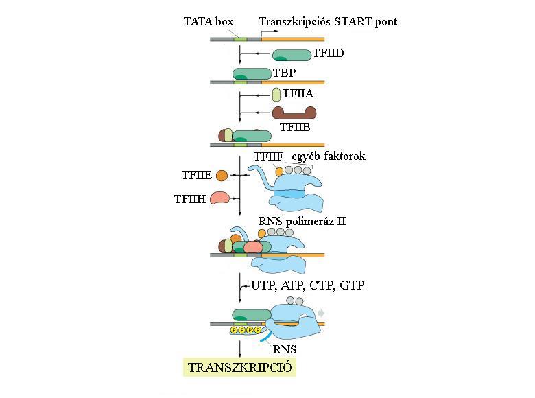 TFIIB monomer az RNSPII promóterhez történő kötődéséhez szükséges.