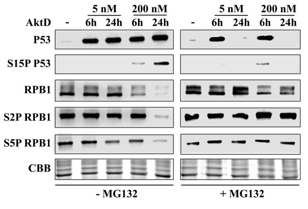 27. ábra A P53 fehérje szintje nő, míg az RPB1 szintje csökken magas koncentrációjú AktD kezelés hatására; az RPB1 szintjében bekövetkező csökkenés proteoszómális degradáció következménye A P53, az