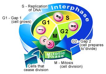 A sejtciklus S fázis: DNS duplikáció G1 fázis: S fázishoz szükséges makromolekulák szintézise G2 fázis: