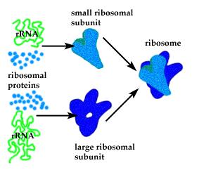 A riboszóma felépítése Prokarióták: 70S riboszóma nagy alegység: 50S kis