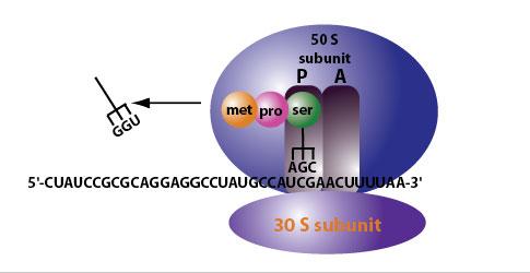 A fehérjeszintézis mechanizmusa 2) Elongáció: ciklusosan ismétlődő 3 lépés aminoacil-trns beköt az A helyre a P és az A helyen lévő trns-ek által hordozott