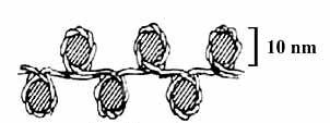 Kromatin szerkezet hiszton oktamer köré 146 bp DNS tekeredik fel Nukleoszómák összekötése: linker DNS szakaszok gyöngysorhoz hasonló struktúra Nukleoszómák