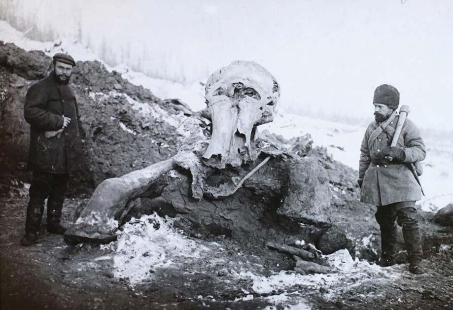 FOTÓ 66 F Április 22. a Föld napja. Vigyázzunk a bolygóra, nehogy úgy járjunk, mint a mamutok! 1901., OroszországJakutföld a Berezovka folyó völgye, mamutlelet. Balra a lelet felfedezője, Eugene W.