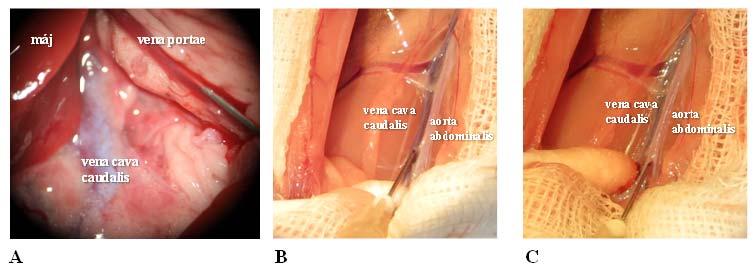 22. ábra A vena portae (A, nagyítás: 6x), a vena cava caudalis (B) és az aorta abdominalis (C) punkciója a vérvételek sorrendiségének megfelelően (saját tanszéki fotóanyag) Eredmények 2: A IV.