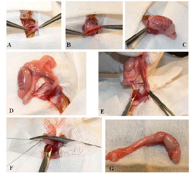 52. ábra Az orchidectomia főbb műtéti lépései patkányban: a scrotum külső rétegeinek (A) és a tunica vaginalis megnyitása (B), a here és függelékeinek atraumatikus előemelése (C, D), a ductus