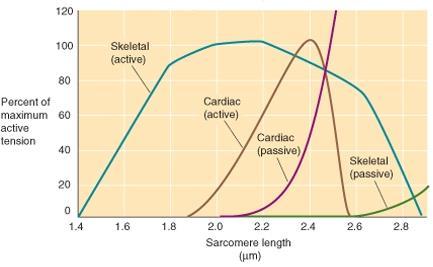 1. Vázizomban a nyugalmi rosthosszúság megközelíti az optimális hosszt, mely maximális kontrakciót eredményez 2. A passzív feszülés hamarabb jelentkezik és meredekebben emelkedik szívizomban 3.