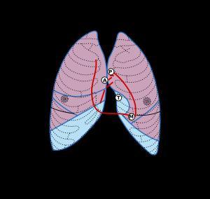 Szívhangok Bú-Tup S1: atrioventricularis billentyűk záródásakor Mitrális billentyű M Tricuspidalis billentyű - T S2: semilunaris