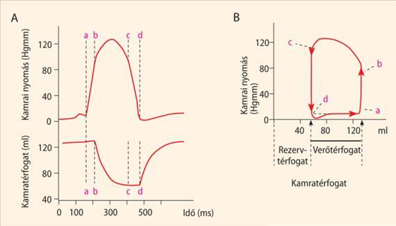 Ejekció Izovolumetriás relaxáció Izovolumetriás kontrakció Diasztolés telődés 10-13. ábra. A bal kamrai nyomás-térfogat diagram származtatása. A) A bal kamrai nyomás- és térfogatváltozások.