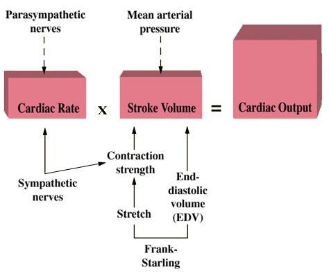 Perctérfogatot (PT) befolyásoló tényezők PT=Szívfrekvencia x verőtérfogat (SV) Szívfrekvencia x (EDV-ESV) Szívindex: PT/testfelszín (ffi, nyugalom, fekvés: 3,2 l/m 2 ) PSY idegek Artériás középnyomás