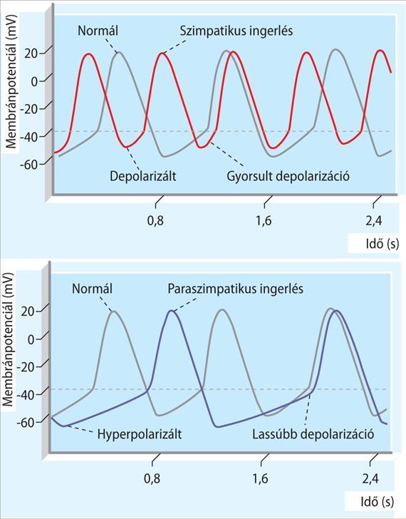 Pozitív chronotrop hatás Th1-4 Negatív chronotrop hatás 10-3. ábra. A szívfrekvencia autonóm idegrendszeri szabályozása. A) Szimpatikus ideg ingerlésének hatása a sinuscsomó ingerképzésére.
