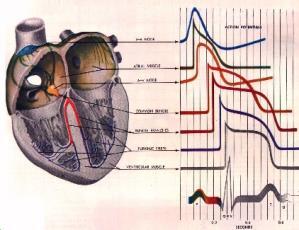 Szív akciós potenciálja Időfüggvénye Helyfüggvénye a szívizomrost dipólus a pólusok közti potenciálkülönbség vektorral jellemezhető: irány, nagyság integrálvektor