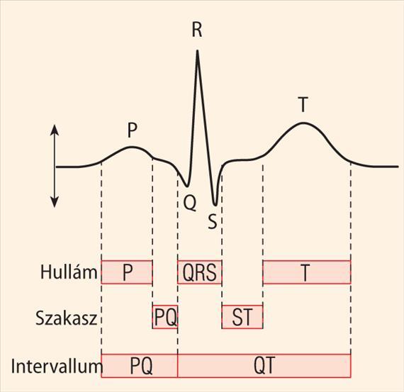 P hullám: pitvari depolarizáció; <100 ms PQ szakasz: pitvari plató fázis PQ intervallum: 120-200 ms átvezetési idő QRS komplexum: kamrai depolarizáció; 80 ms (<100 ms) ST szakasz: kamrai plató fázis