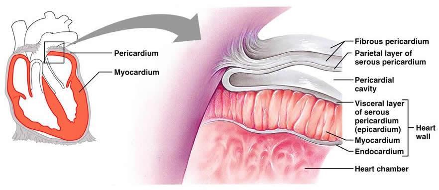 I. b) A szívfal szerkezete Pericardium (szívburok): fali és viszcerális lemez (epicardium) Védőhártya; szalagok segítségével rögzítés Szívfal: Myocardium - izomréteg Endocardium (szív belhártya) -
