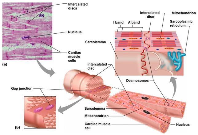 intercalaris korongok sejtmag szívizom sejt mitokondrium I. Anatómiai ismeretek II. A szív celluláris elektrofiziológiája III.