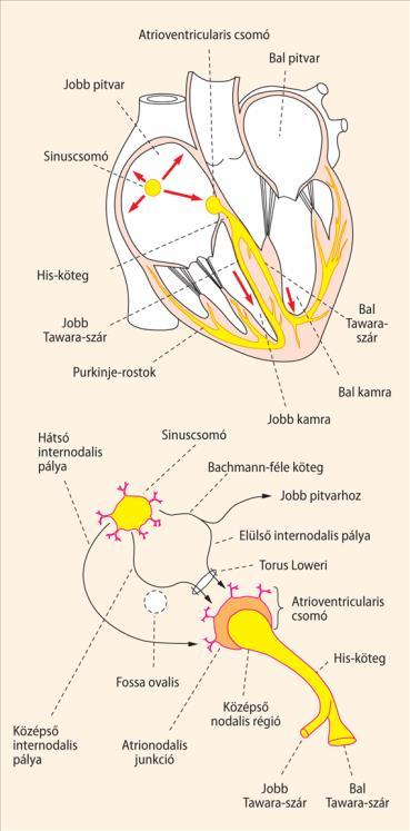 II. A szív celluláris elektrofiziológiája Pacemaker sejtek Munkaizomzat syncytium Az orvosi élettan