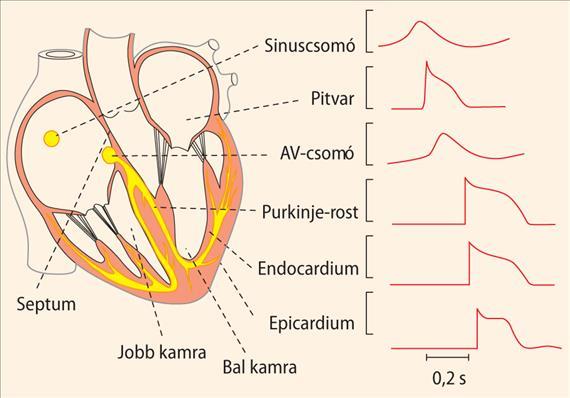 10-4. ábra. A különböző szívrészek intracellulárisan elvezetett lassú és gyors akciós potenciáljai (Fonyó A.