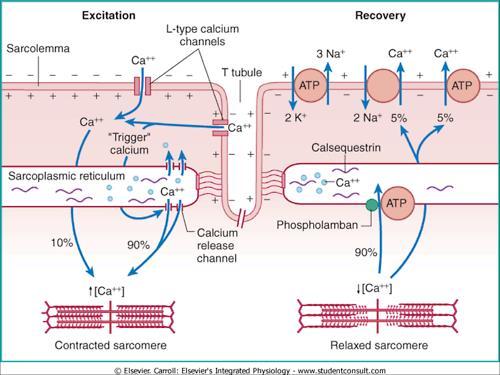 Elektromechanikai csatolása a szívizomban 1. Akciós potenciál a szívizomsejt membránján 2. L-típusú kalcium csatorna (ff.