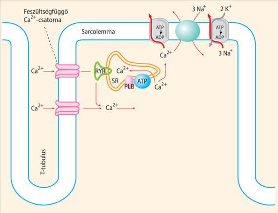 ) (90%) 5. IC kalcium szint emelkedés 6. Ca ++ -troponin C kapcsolódás; ATP 7. Akto-miozin komplex 8.