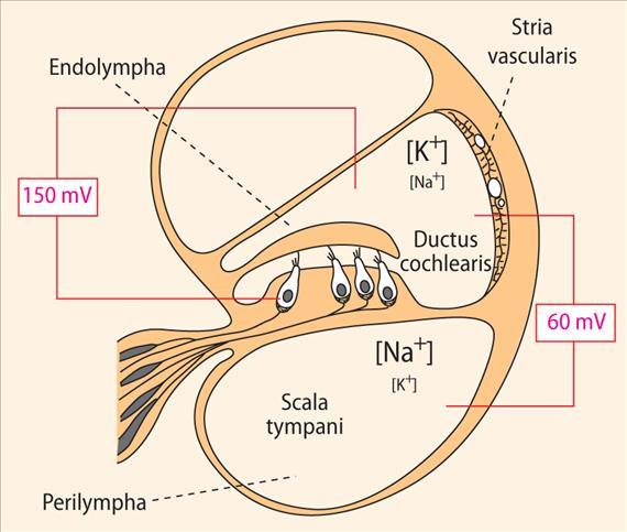 36-8. ábra. A cochlea folyadékkompartmentjei Az orvosi élettan tankönyve Fonyó Attila (2011) Medicina Könyvkiadó Zrt. 36-9.