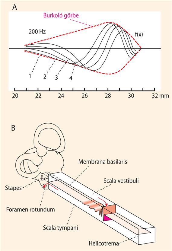 500 μm) és lazább szerkezetű, alacsony frekvenciával rezeg 36-1 1. ábra. A vándorló hullám a cochleában.