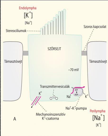 orvosi élettan tankönyve Fonyó Attila (2011) Medicina Könyvkiadó Zrt. 36-13. ábra.