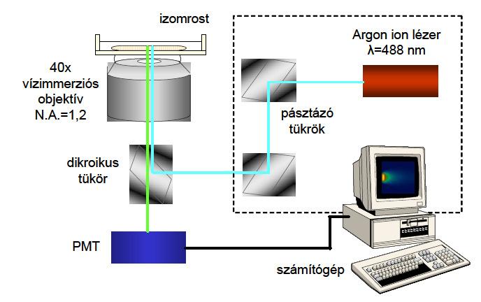 IV. Anyagok és módszerek (a) (b) 12. ábra. A CLSM felépítése (a) valamint a fluo-3 emissziós spektruma (b). Ca 2+ -mentes oldatban a spektrum elkülöníthetetlen az alapfluoreszcenciától (www.